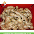 China Mature Ginger Fresh Ginger Cotação de Preço Baixo